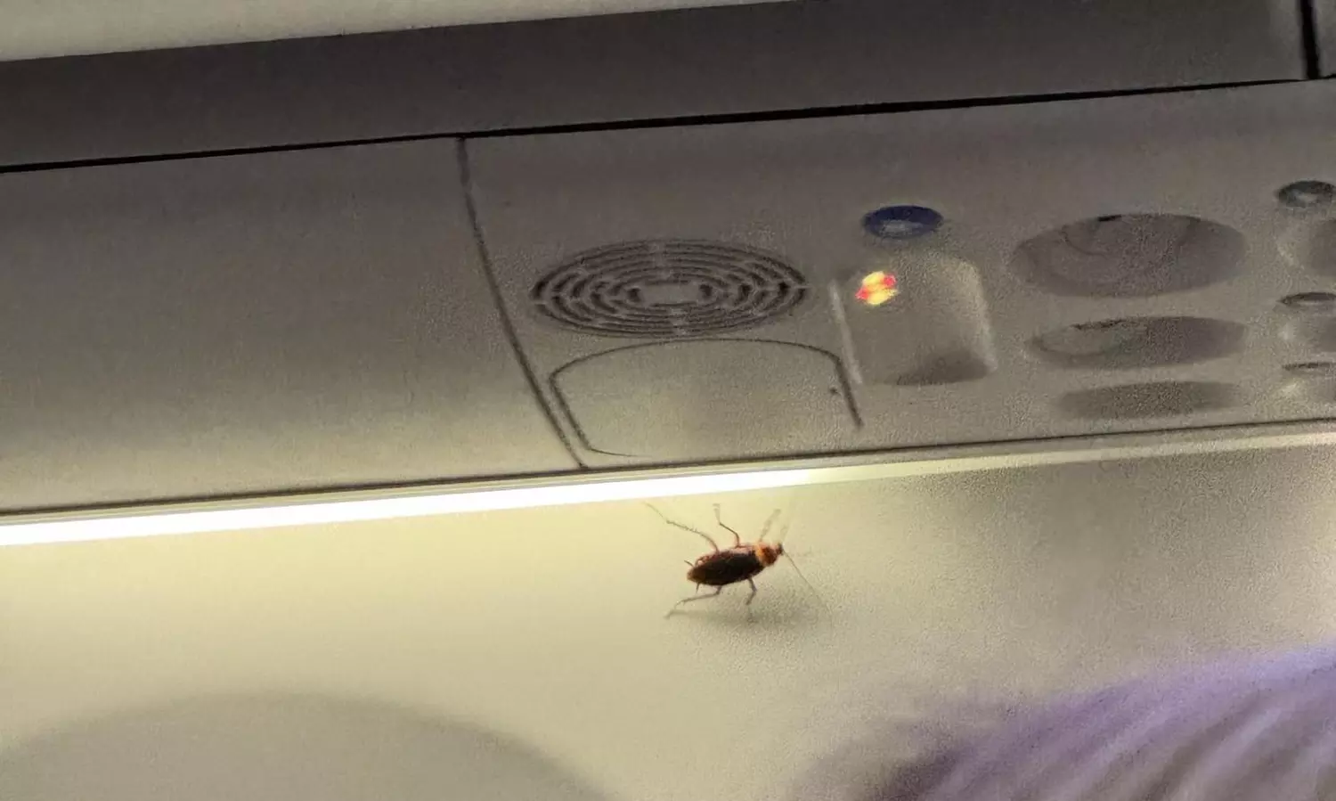 Cockroaches found on Air India’s San Francisco-Mumbai flight; probe ordered