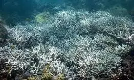 Great Barrier Reef Great Barrier Reef