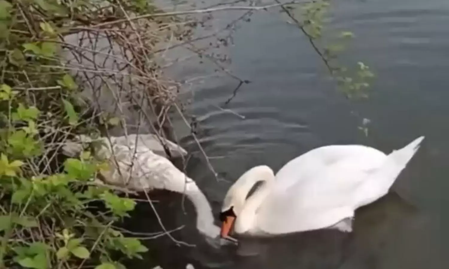 Swan’s bid to save partner shows animals feel love too