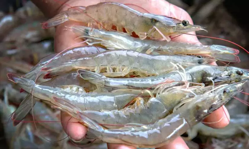 Trump’s tariffs threaten India’s $2 bn shrimp exports