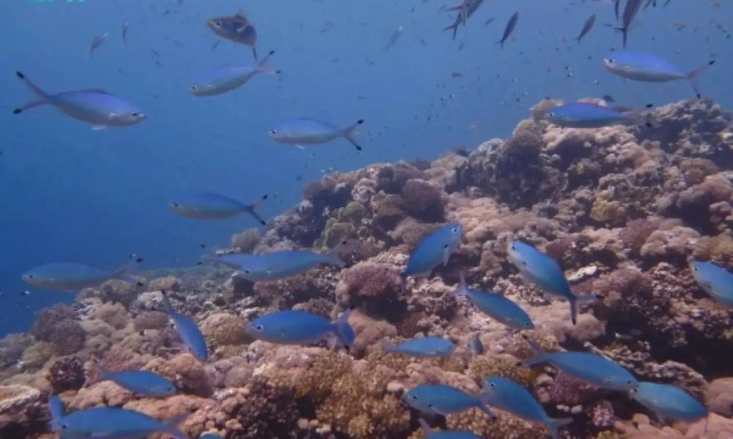 Saudi Arabia’s Blue Economy vision to generate SR22bn,100,000 jobs by 2030