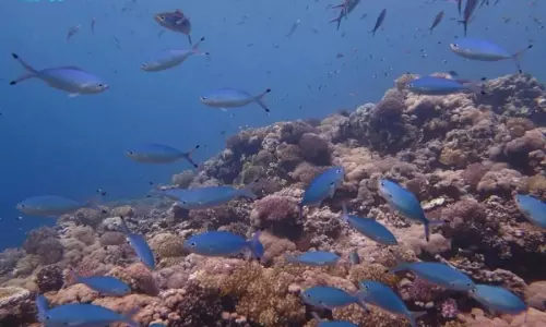 Saudi Arabia’s Blue Economy vision to generate SR22bn,100,000 jobs by 2030