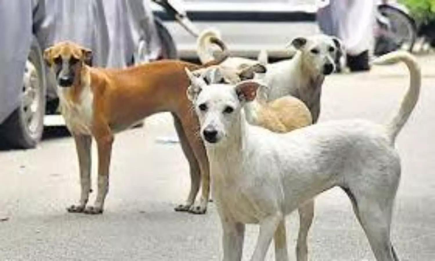 stray dogs in Delhi