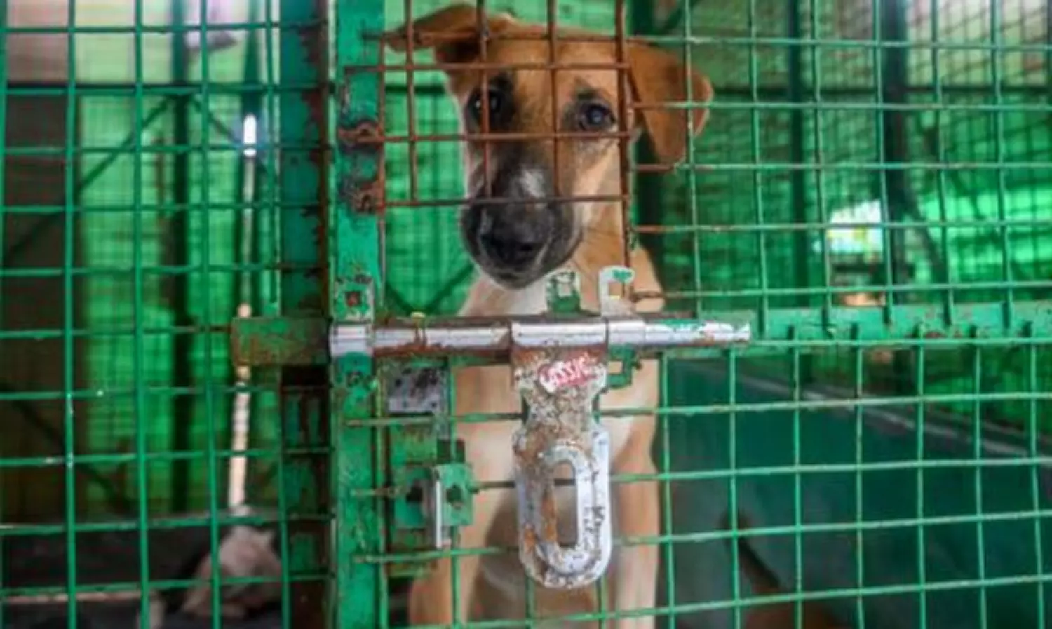 Amid uproar, larger SC bench to rehear stray dogs case today