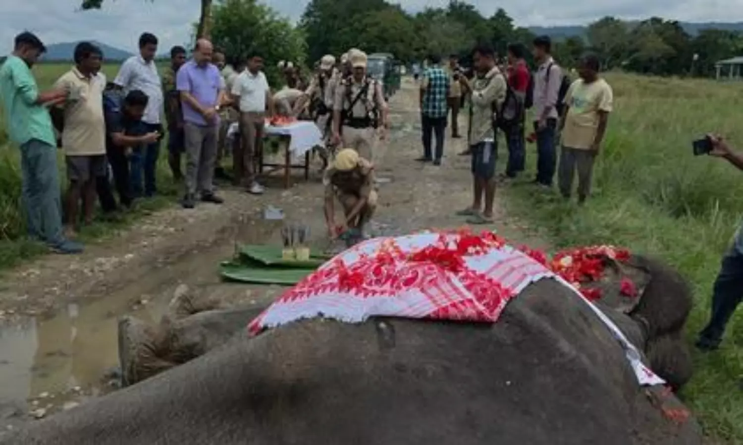 ‘Mohanmala’, Kaziranga’s oldest and last matriarch elephant, dies at 80