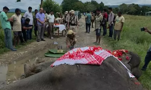 ‘Mohanmala’, Kaziranga’s oldest and last matriarch elephant, dies at 80