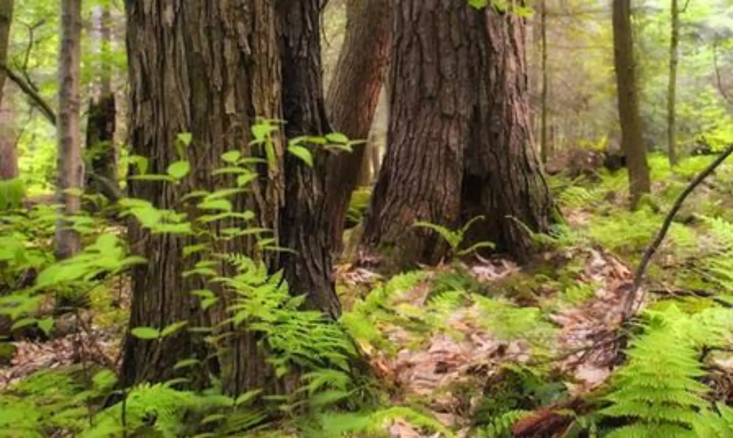 TN to deploy AI cameras in Valparai to curb human-wildlife conflict