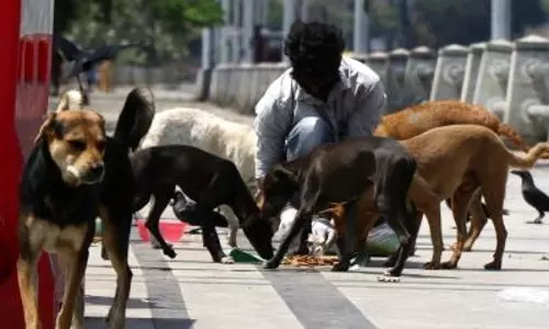 Supreme Court allows sterilised strays to return, bars public feeding