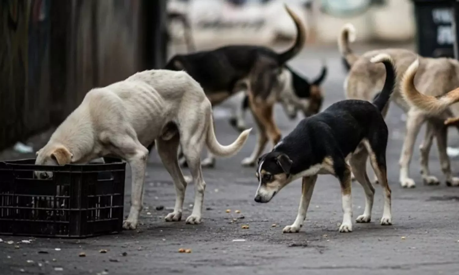 TN BJP leader urges CM Stalin to address rising stray dog menace