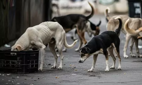TN BJP leader urges CM Stalin to address rising stray dog menace