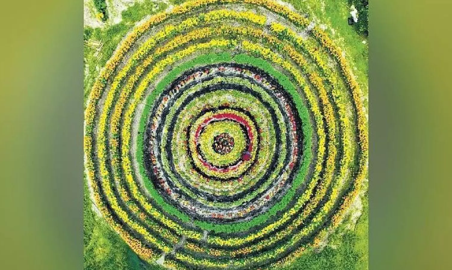 Alappuzha farmer blends Onam tradition with farming; cultivates living ‘pookkalam’