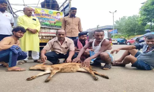Cow vigilantes in Odisha attack dairy farmers over religious identity