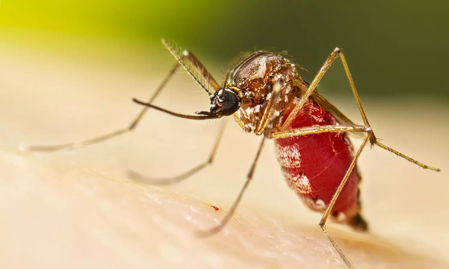 Over 34.9 million at risk of chikungunya annually, with South Asia worst affected: Study