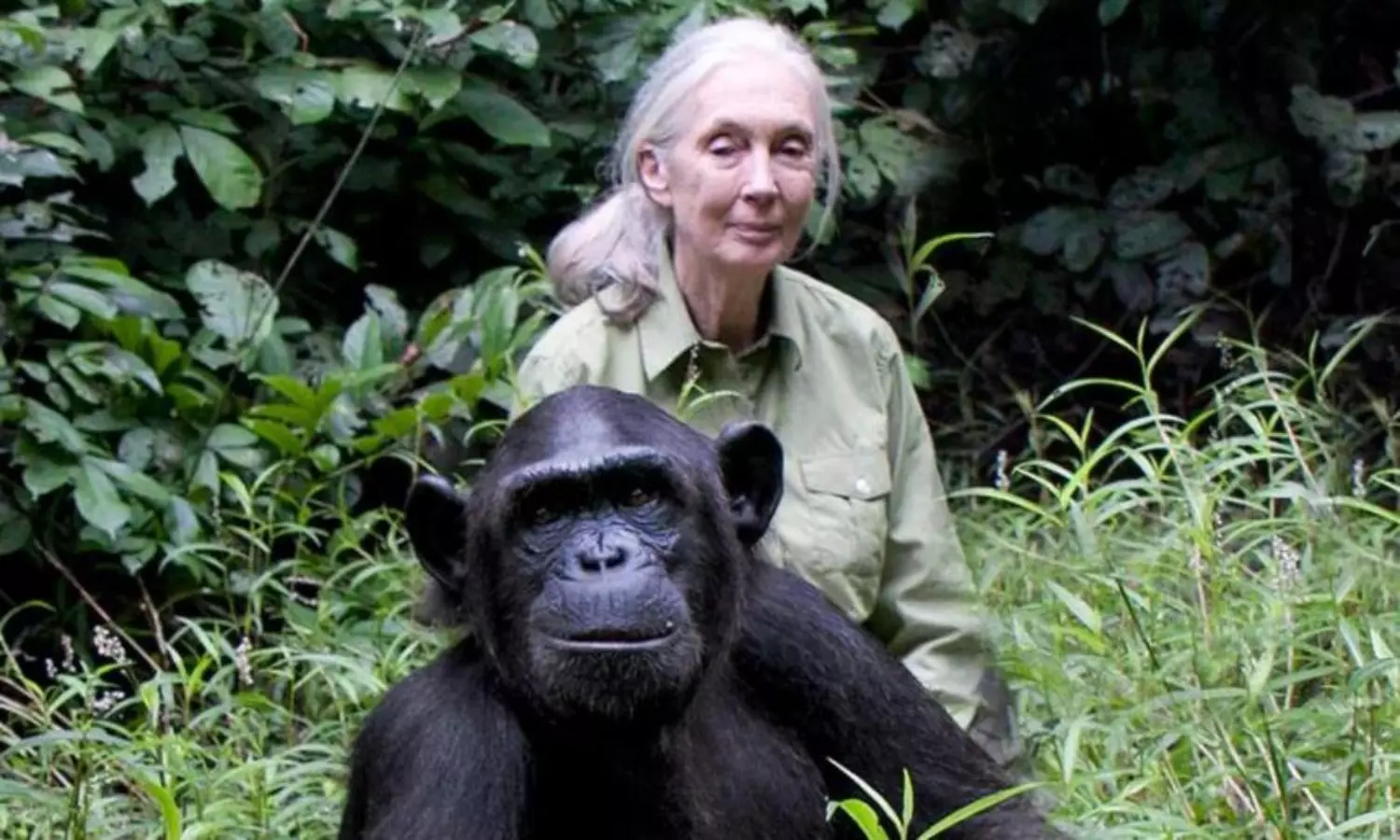 Renowned primatologist Jane Goodall dies, aged 91