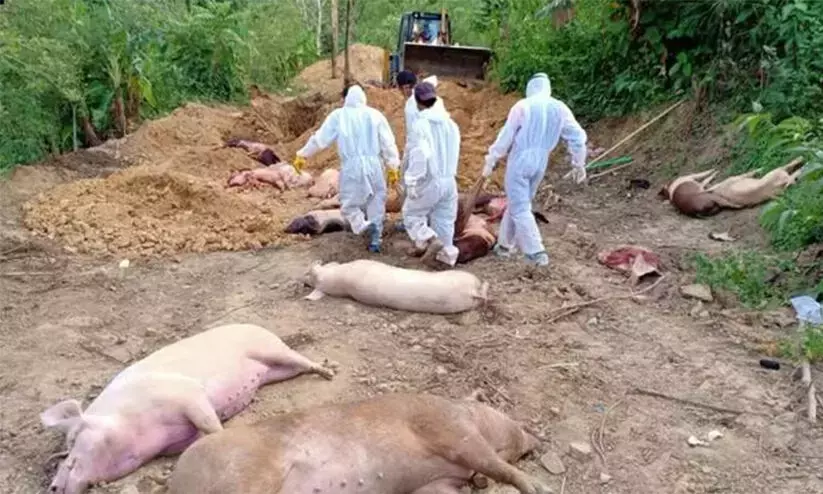 After Thrissur, Kerala’s Kottayam reports African swine fever outbreak