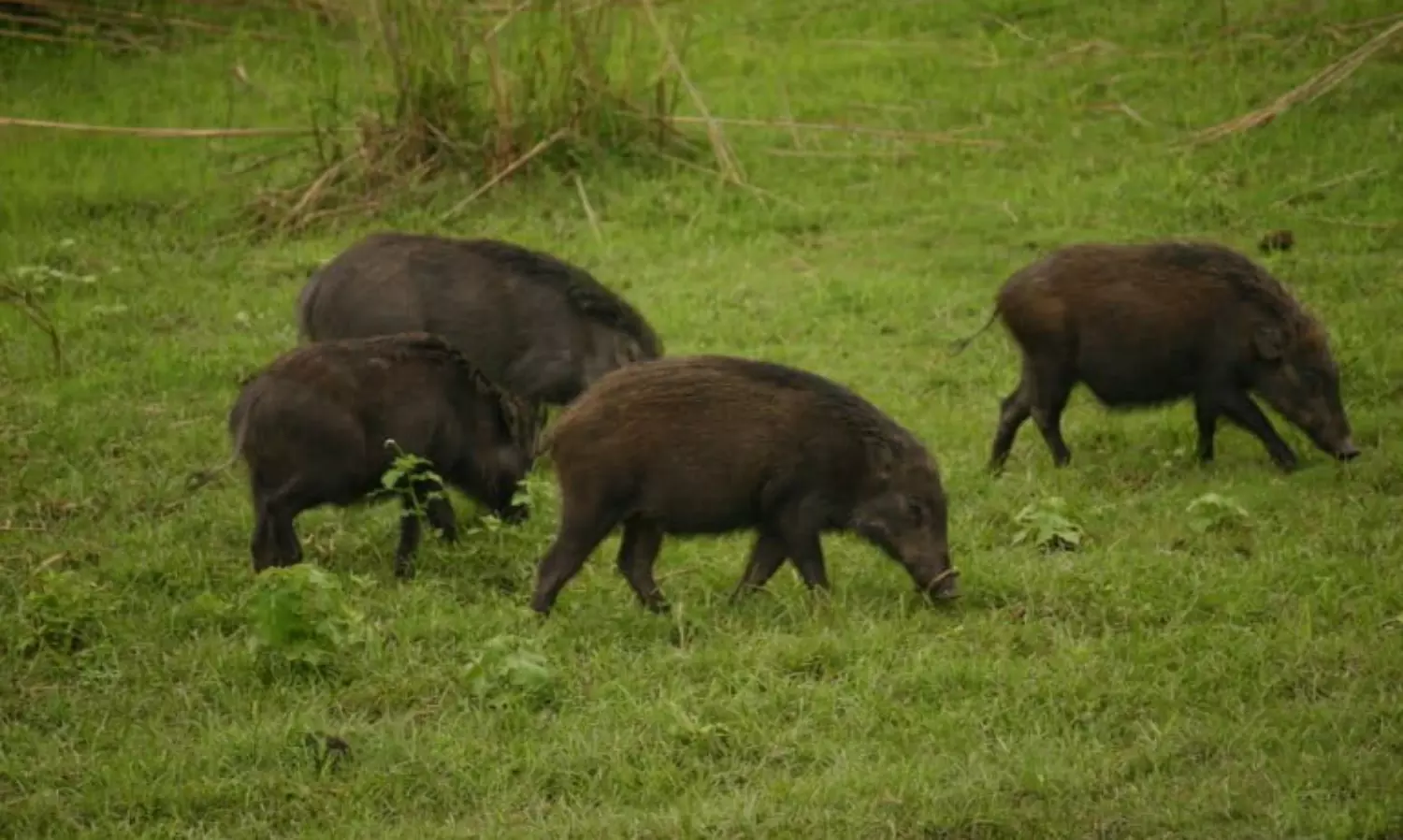 Let people eat wild boar meat to solve crop damage, says Kerala minister