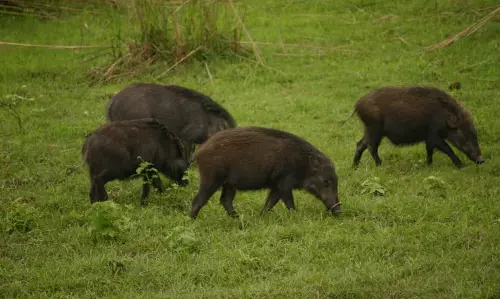 Let people eat wild boar meat to solve crop damage, says Kerala minister