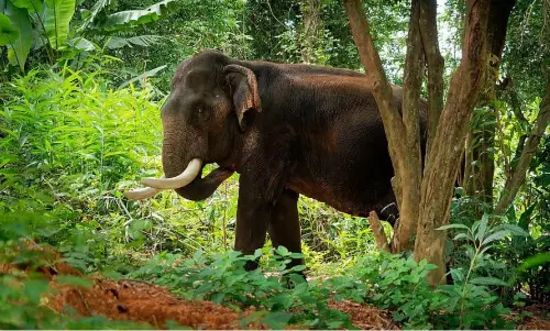 Woman, granddaughter trampled to death by wild elephants in TNs Valparai