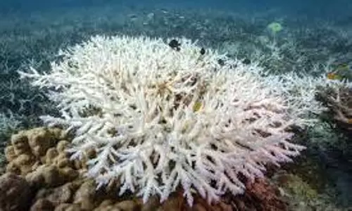 coral reef collapse