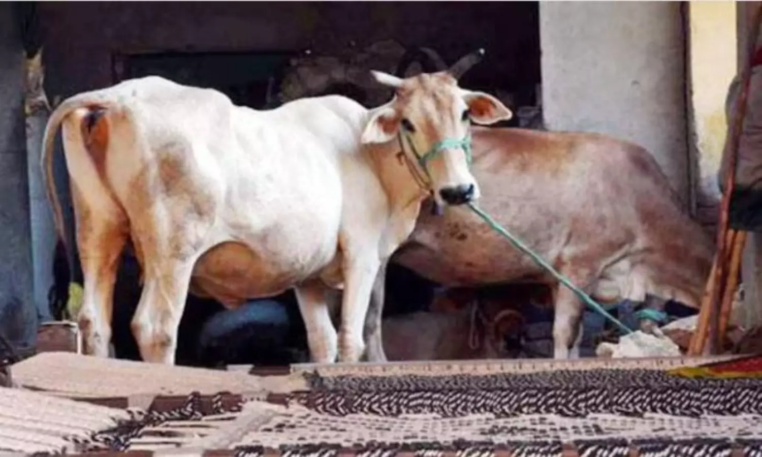 ‘Frivolous’ FIRs on charges of cow slaughter being filed: Allahabad HC