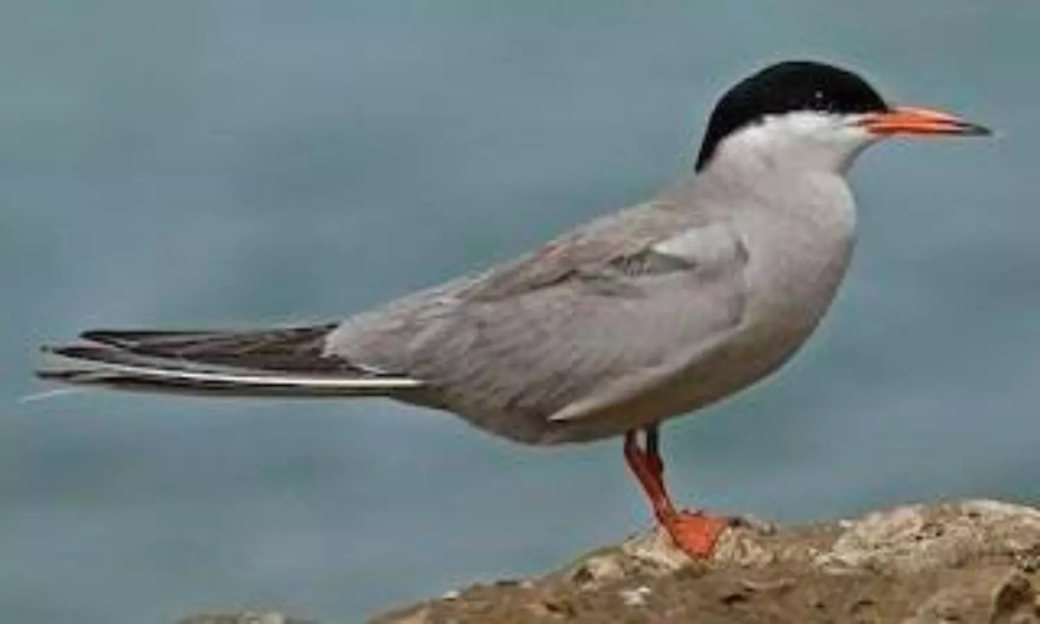 Rare Arctic and white-cheeked terns recorded for first time in Tamil Nadu