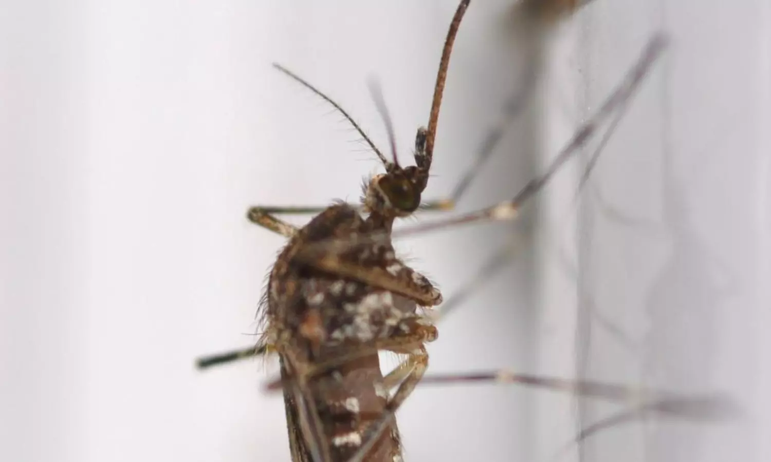 Mosquitoes Invade Iceland: A Chilling Sign of Climate Shift