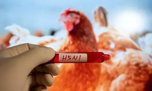 Japan confirms first bird flu outbreak of the season in Hokkaido