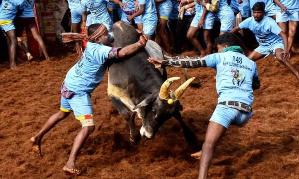 Karnataka: 3 killed in bull-taming competition during Diwali fest Karnataka: 3 killed in bull-taming competition during Diwali fest