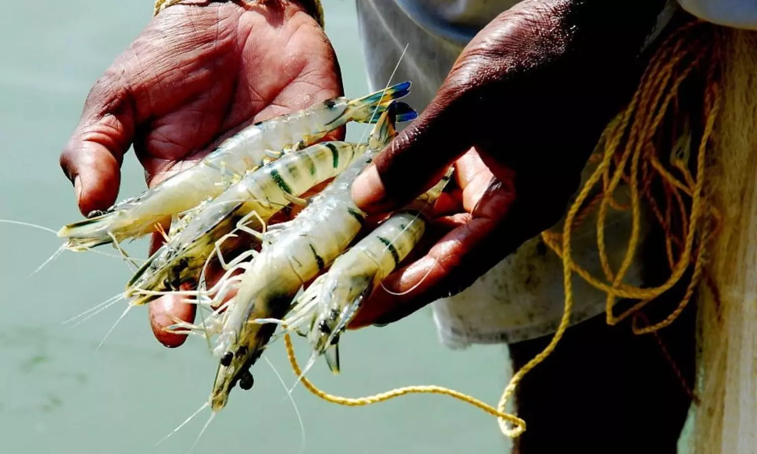 Trump tariff hits India’s shrimp exports, 75% fall likely in September