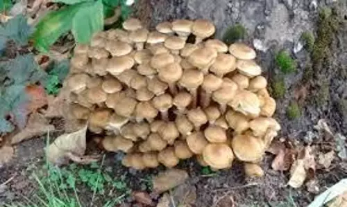 honey fungus