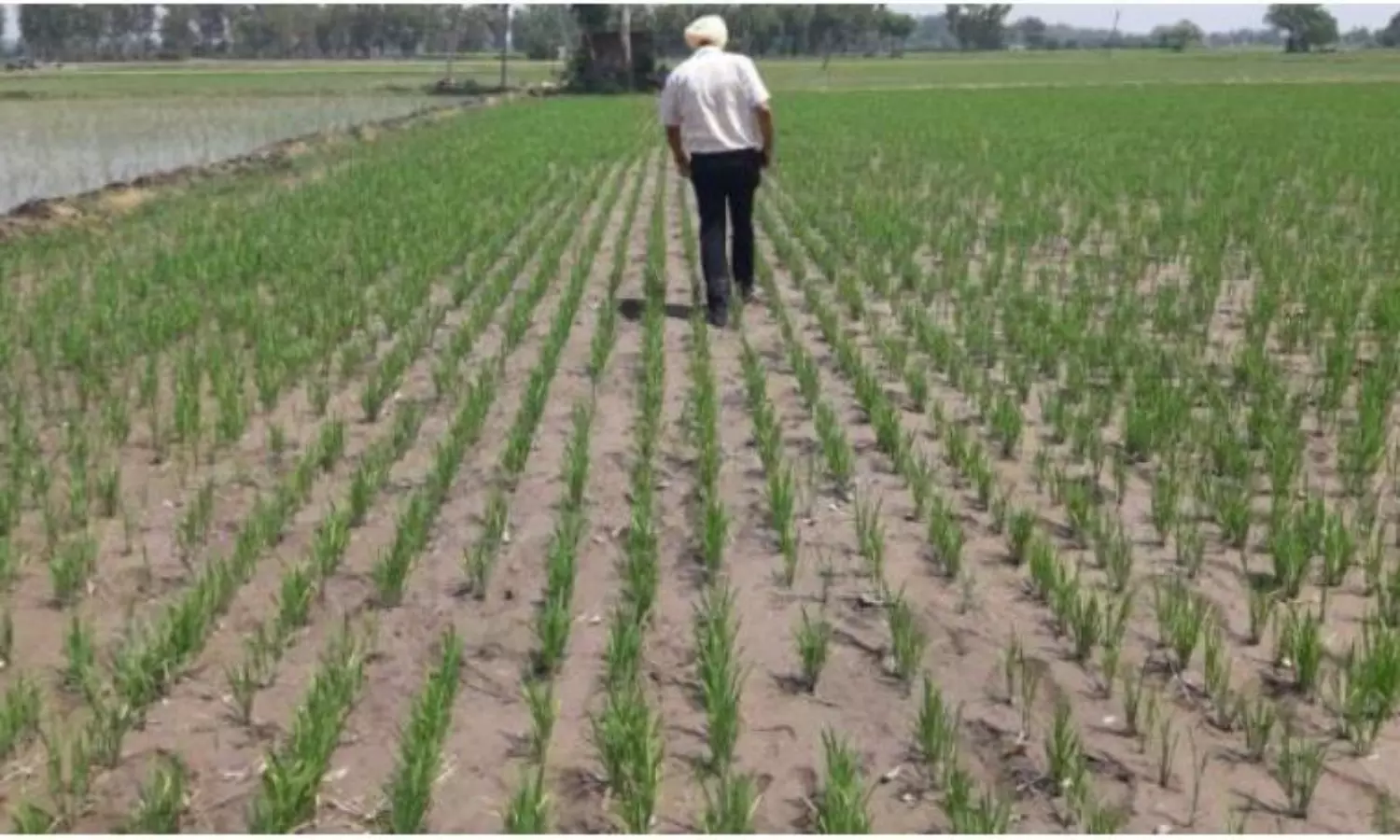 Govt Misleading with claims on GMO rice varieties: Civil society members allege