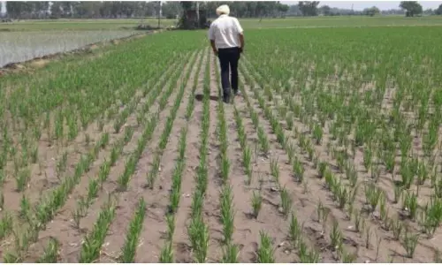 Govt Misleading with claims on GMO rice varieties: Civil society members allege