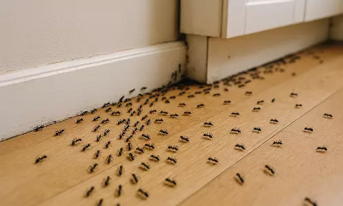 Telangana woman dies by suicide over fear of ants Telangana woman dies by suicide over fear of ants