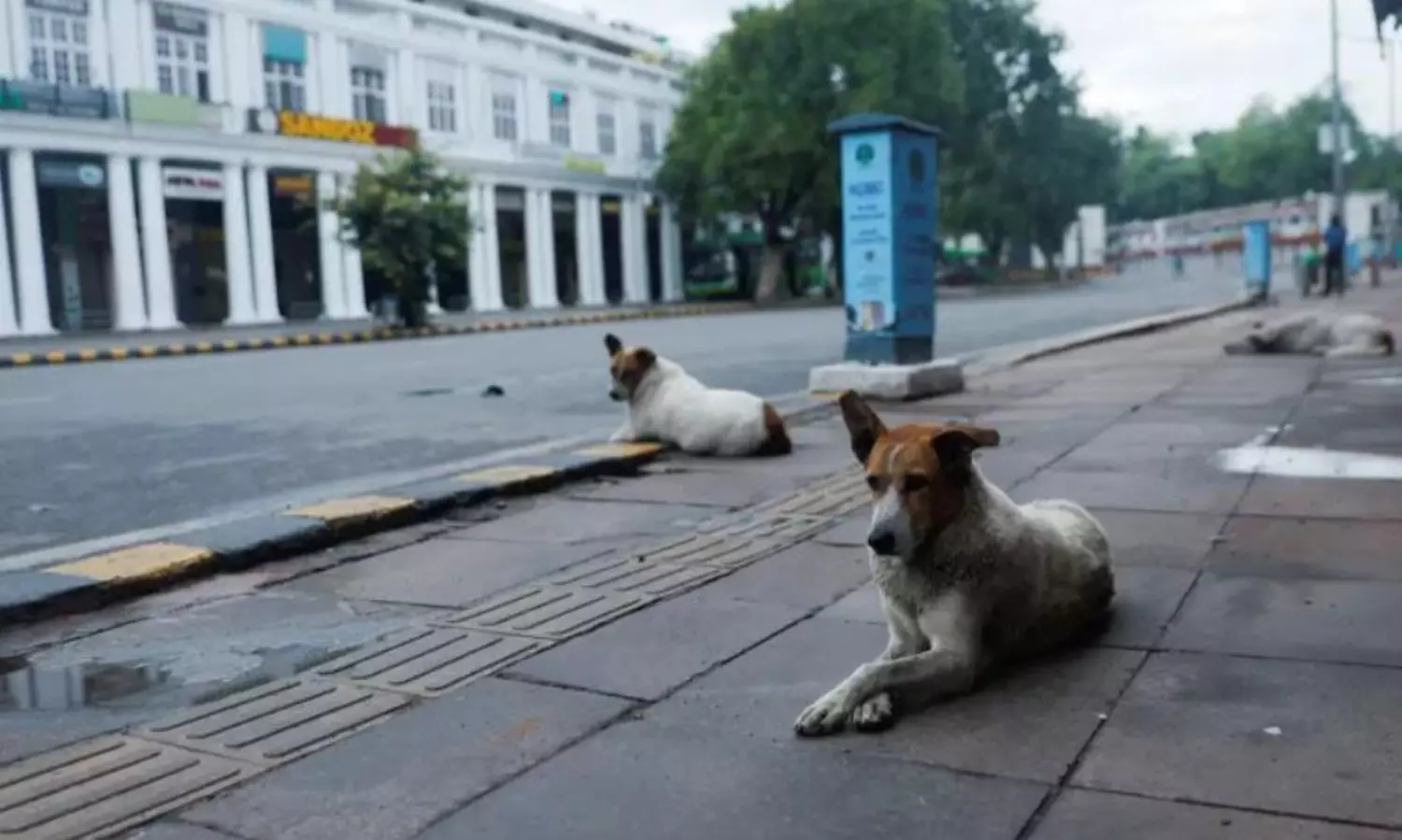 Remove stray dogs from public premises to shelters: Supreme Court orders