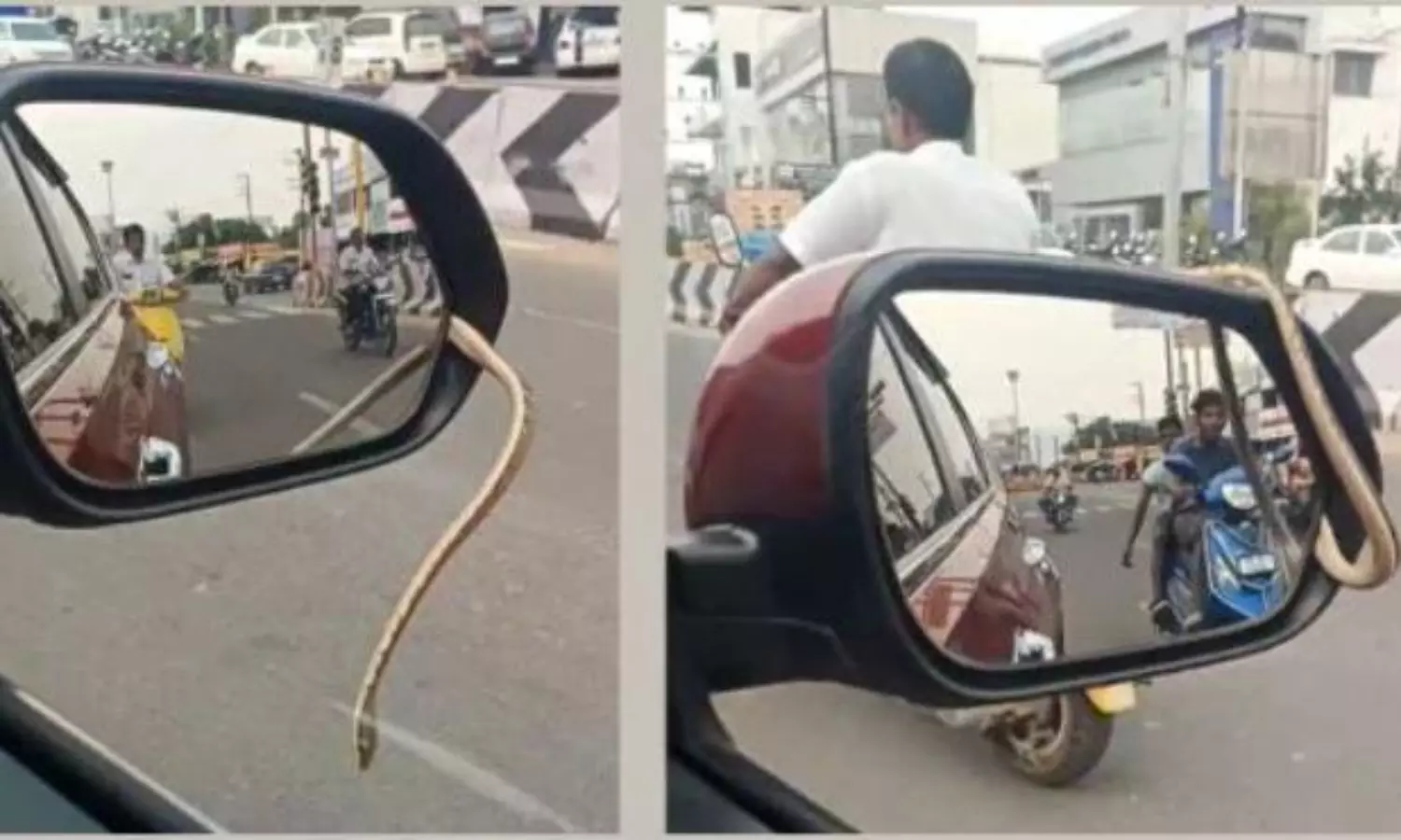 Chillingly scary! Video of snake hiding inside car’s side mirror goes viral