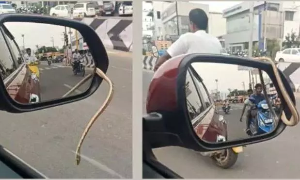 Chillingly scary! Video of snake hiding inside car’s side mirror goes viral