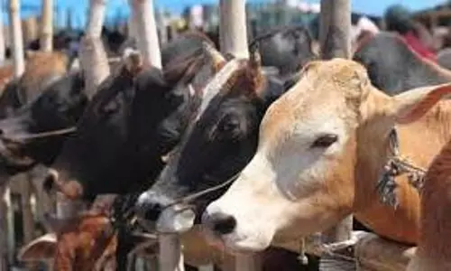 cow protection law