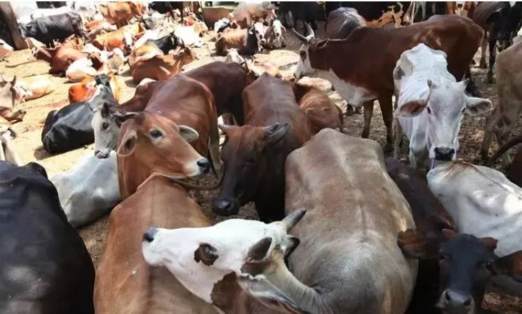 Gujarat court sentences 3 to life imprisonment in cow slaughter case