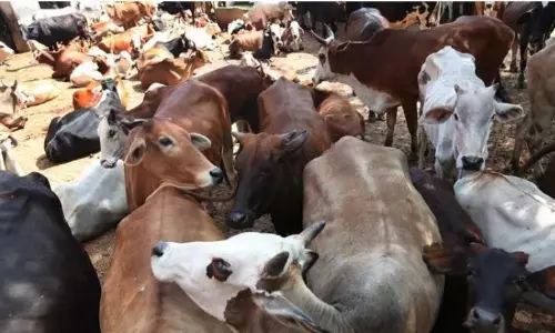 Gujarat court sentences 3 to life imprisonment in cow slaughter case Gujarat court sentences 3 to life imprisonment in cow slaughter case