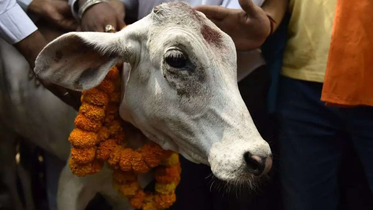 Human life for a cow: 3 Muslims get life term for single cow slaughter in Gujarat