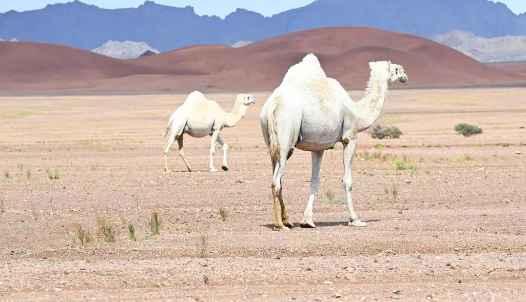 Saudi university creates AI drone system to track camels