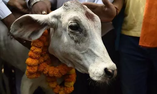 Human life for a cow: 3 Muslims get life term for single cow slaughter in Gujarat