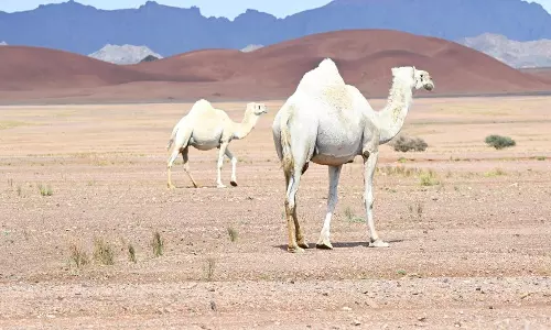 Saudi university creates AI drone system to track camels
