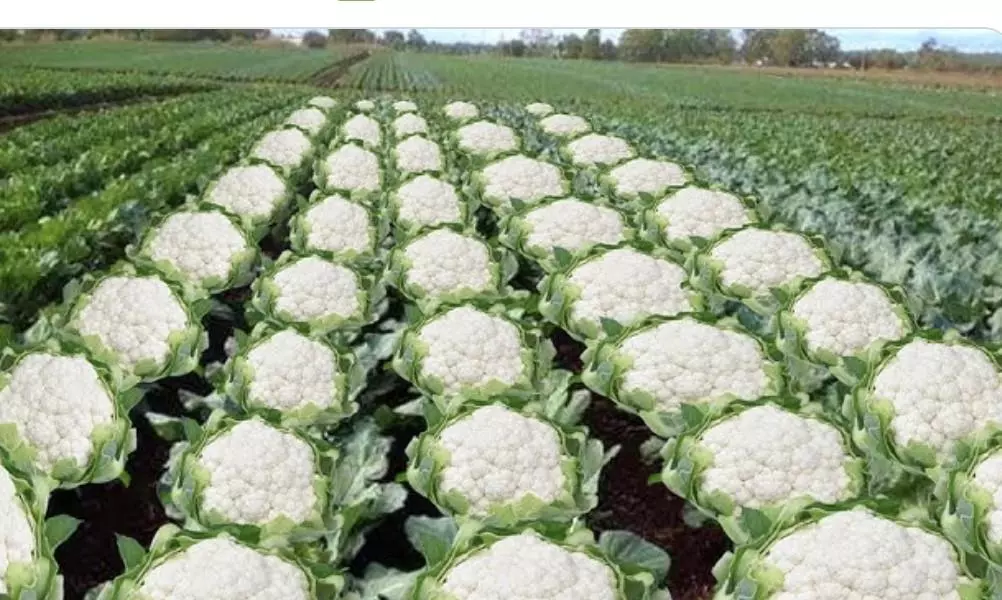 BJP Minister’s post referencing Muslim massacre seen as call for Muslim genocide