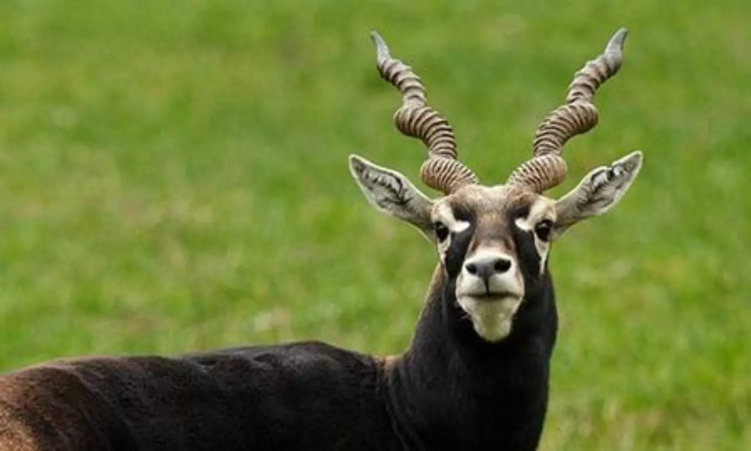 Karnataka reports death of 28 endangered blackbucks