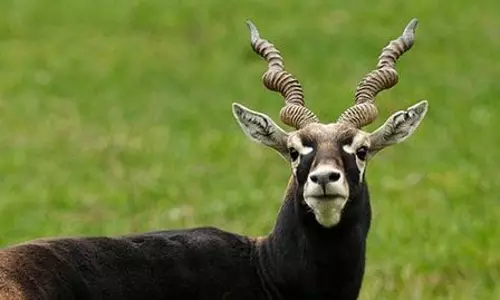Karnataka reports death of 28 endangered blackbucks Karnataka reports death of 28 endangered blackbucks