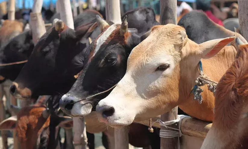 Cow slaughter: UP court sentences 25 people to 7 yrs in 2005 case