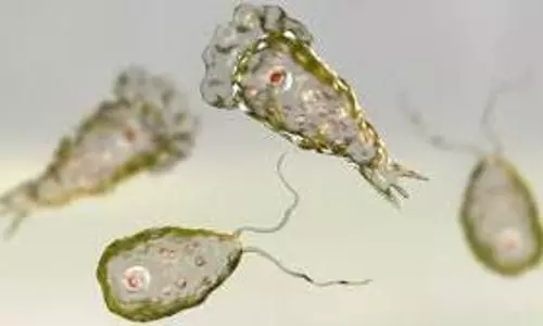 brain-eating amoeba