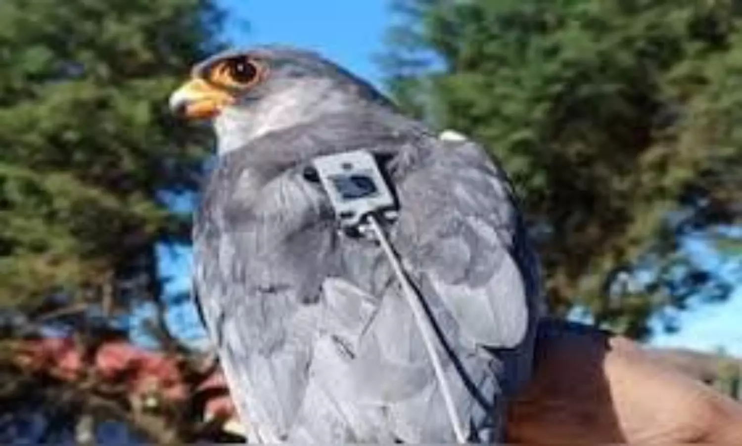 amur falcons