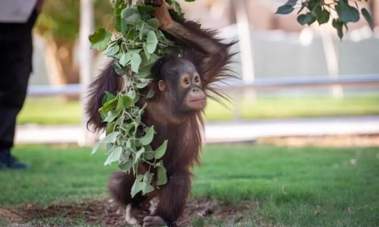 Riyadh Zoo reopens with free entry, new attractions for Riyadh Season 2025